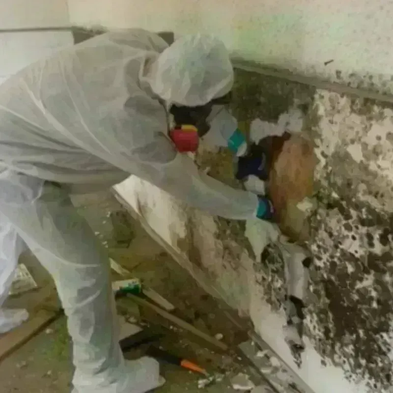 Mold Remediation and Removal in Pleasant Hill, PA